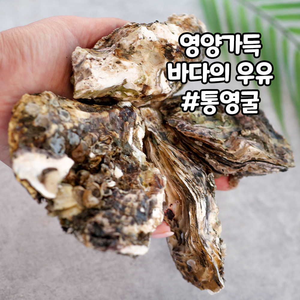 국산 제철 통영 각굴 고퀄리티 석화 3kg 5kg 10kg