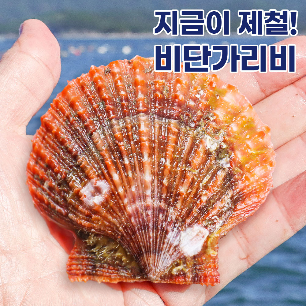 통영 청정해역 당일채취 제철 비단가리비 홍가리비 1kg 가리비찜 가리비구이 가리비회
