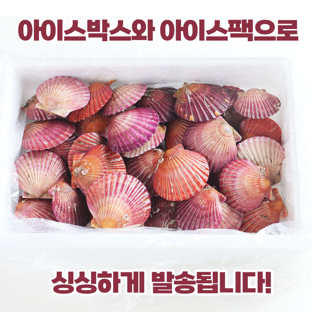 통영 청정해역 당일채취 제철 홍가리비 1kg 가리비찜 가리비구이 가리비회
