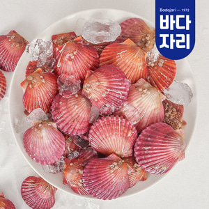 제철 손질 통영가리비 활 홍가리비 1kg (25-35마리)