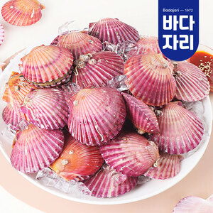 통영 청정해역 당일채취 제철 홍가리비 1kg 가리비찜 가리비구이 가리비회